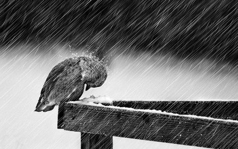 40 Pictures of Animals in Rain 5 Rain Wallpapers, Falling Snow, Black And White Photograph, White Photo, In The Rain, Ravens, Rock Roll, Rainy Days, Aesthetic Art