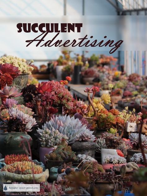 Succulent Advertising - let's collaborate!  Online Website Advertising | Garden Website Sponsorship Succulent Greenhouse, Plant Business, Hardy Succulents, Garden Spheres, Landscaping Retaining Walls, Southern Garden, Succulent Gardening, Garden Nursery, Succulents Indoor