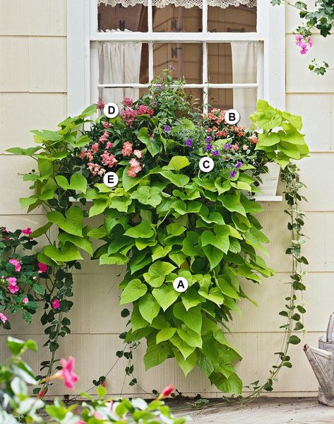 variety-plants-white-window-planter-letters-D9RTWDT-42LBPoASnRSrXi Window Box Ideas, Licorice Plant, Window Box Plants, Window Box Garden, Scented Geranium, Summer Window, Window Box Flowers, Balcony Flowers, Window Planters