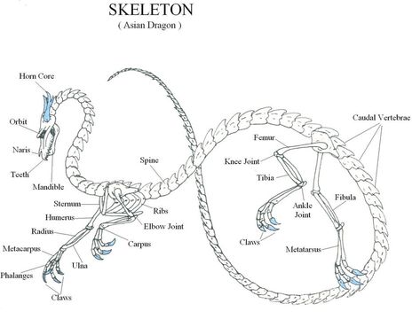 Asain dragon bones by GreenEyesVampire.deviantart.com on @DeviantArt Recreational Pond, Dragon Fossil, Bone Drawing, Dragon Skeleton, Dragon Anatomy, Skeleton Body, Anatomy Bones, Earth Projects, Dragon Bones