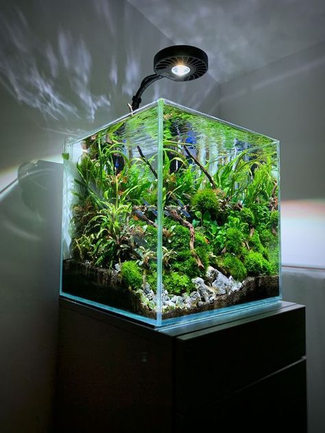 5 Gallon Tank, Biotope Aquarium, Fish Aquarium Decorations, Fish Tank Themes, Aquarium Garden, Taman Air, Fish Tank Terrarium, Cool Fish Tanks, Aquascape Design