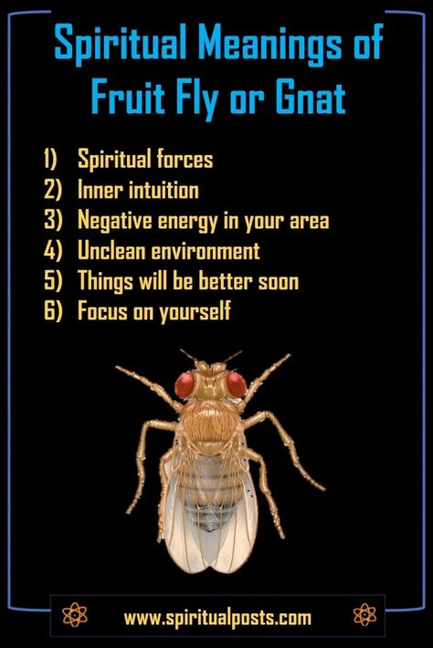 Fly Meaning Spiritual, Fruit Fly Spiritual Meaning, Gnats Spiritual Meaning, Fly Symbolism, Animals Meaning, Totem Animals, Animal Meanings, Witches Familiar, Spirit Messages