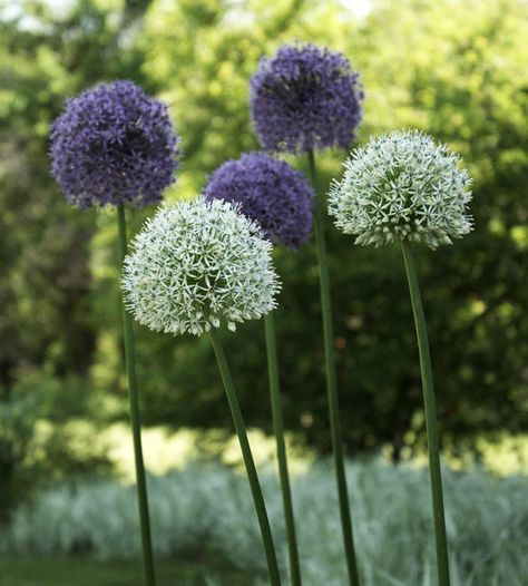 Try mixed plantings of the same species in different colors, like these two alliums. Better Homes and Gardens says, "The white version recedes, with less impact but a visually interesting. The deep purple globe, however, makes a more vivid impact." Colorful Flower Garden, Flower Garden Landscaping, White Flower Garden, Flower Combinations, Purple Flowers Garden, Planting Combinations, Purple And White Flowers, Flower Garden Ideas, Garden Landscaping Ideas