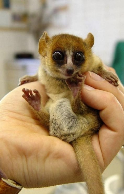 Growing up in West Africa... - Imgur Mouse Lemur, Baby Lemur, Madagascar Animals, Slow Loris, Baby Mouse, Primates, Hamsters, Cute Creatures, Animal Planet