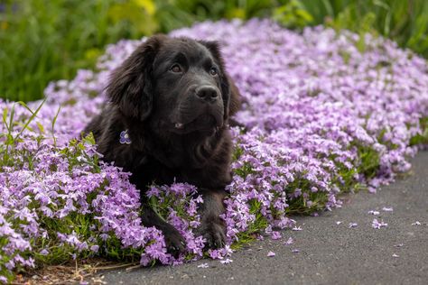 How to Keep Dogs Out of Flower Beds Diy Raised Dog Feeder, Dog Bowl Stand Diy, Digging Dogs, Raised Dog Feeder, Wooden Dog Crate, Garden Bugs, Dog Bowl Stand, Dog Food Bowls, Wood Dog