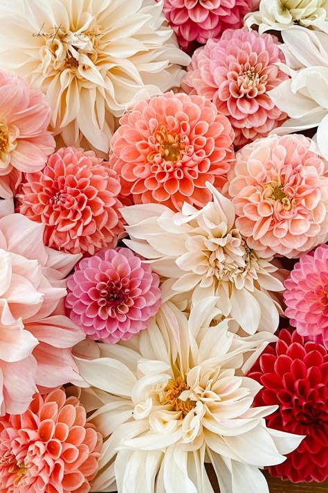 Elevate your flower game with these breathtaking types of dahlias. Dahlia Wedding Flowers Centerpieces, Dahlia Flower Wallpaper Iphone, Types Of Spring Flowers, Dahlia Wallpaper Iphone, Types Of Dahlias, Favorite Flower, Floral Inspiration Board, Dahlia Flower Types, Dahlia Pink