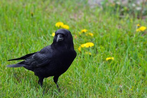 Do Crow Sightings Have Meaning? - Birds and Blooms Crow Meaning, Native American Myths, Group Of Crows, Crow Call, Celtic Myth, Baby Crows, American Crow, Celtic Culture, A Crow