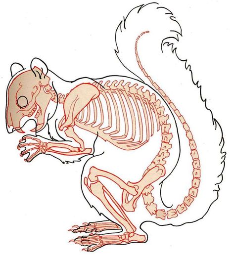 squirrel skeleton diagram - Google Search Animal Skeleton Drawing, Skeleton Drawing Ideas, Squirrel Anatomy, Squirrel Skeleton, Skeleton Diagram, Skeleton Drawing, Animal Skeleton, Anatomy Bones, Skeleton Anatomy