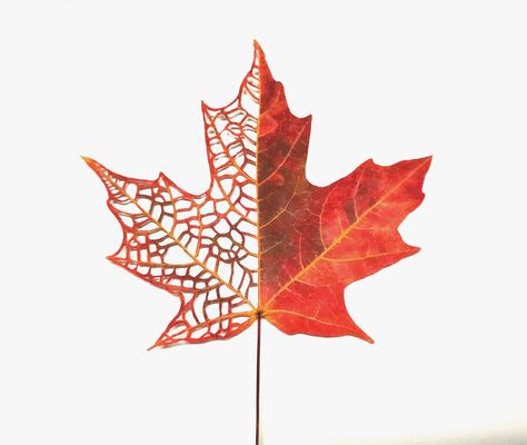 Maple Leaves Illustration, Skeletal Leaves, Maple Leaf Images, Maple Leaf Drawing, Maple Leaf Tattoos, Maple Logo, Fabric Rendering, Canadian Leaf, Maple Leaf Art