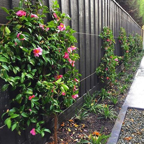 Camellias are planted by poles with wire running horizontally to begin the espalier process. Espalier Fence, Hedges Landscaping, Camellia Sasanqua, Courtyard Plants, River Garden, Rose Home Decor, Liriope Muscari, Green Fence, Privacy Plants