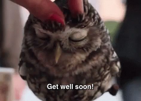 Soothing Gifs, Happy Owl, Beautiful Owl, Funny Birds, Owl Bird, Baby Owls, Cute Owl, Love Pet, Animal Gifs