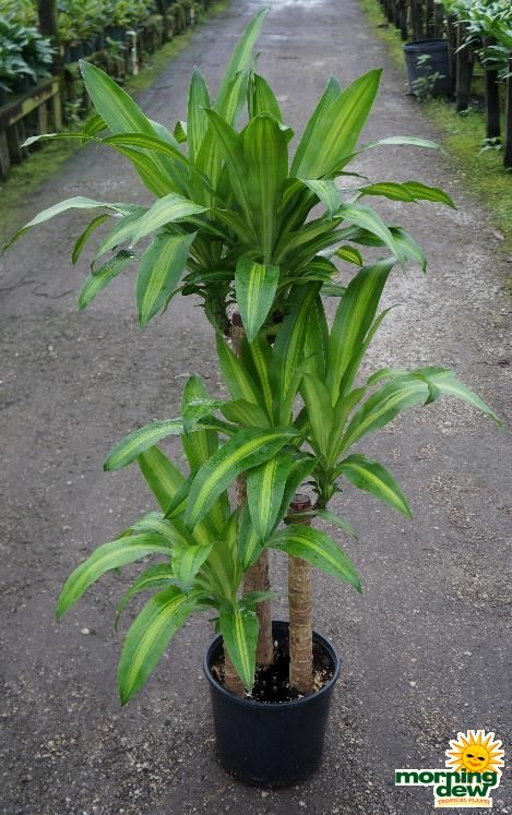 Chinese Money Tree, Mass Cane, Kentia Palm, Wholesale Plants, Dracaena Plant, Corn Plant, Inside Plants, Best Indoor Plants, Interior Plants