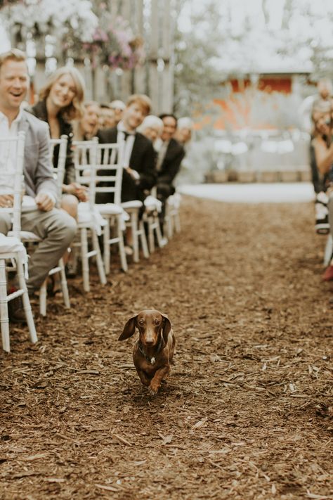 The best ring bearer. - dogs post - Imgur Dogs Ring Bearer, Dog Wedding Photo Ideas, Dachshund In Wedding, Dachshund Ring Bearer, Dogs In Wedding Photos, Dog Walking Down Aisle Wedding, Wedding Dog Ring Bearer, Dog As Ring Bearer, Wedding Photo Ideas Dog