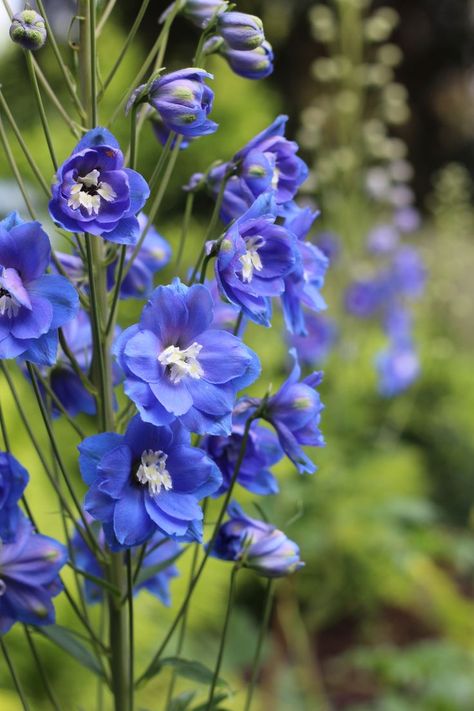 The Blue Delphinium: Choosing and Growing True Blue Flower Spires in the Garden #delphinium #blueflowers #flowergarden #flowerbed #cottagegarden Delphinium Grandiflorum, Delphinium Plant, Magic Fountain, Larkspur Flower, Growing Garden, Delphinium Flowers, Flower Identification, Blue Delphinium, Organic Mulch