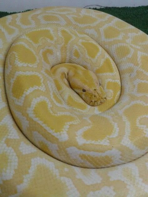 Albino Reticulated Python, Albino Burmese Python, Albino Python, Big Iguana, Reticulated Python, Cute Wolf Drawings, Burmese Python, Snake Wallpaper, Albino Animals