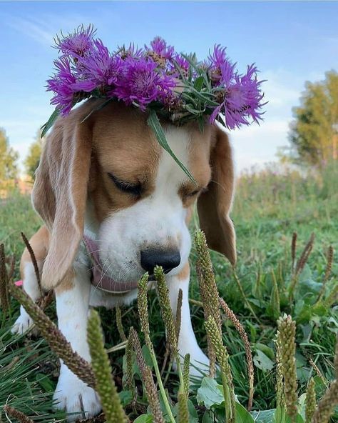 Pocket Beagle 101: The Essential Guide - PawCited #dogsarelife #dogphotographer #doggystyles #dogpics #dogdailyfeatu… in 2022 | Cute beagles, Really cute dogs, Beagle puppy Miniature Beagle, Beagle Breeds, Pocket Beagle, Cute Beagles, Really Cute Dogs, Purebred Dogs, Beautiful Weather, Beagle Puppy, Beagle Dog