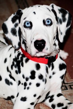 Blue-eyed Dalmatian.  This dog was startled, gaze is usually more enchanting. Dog With Blue Eyes, Beagle Hunting, Blue Eyed Dog, Dalmatian Dog, Dalmatian Dogs, Artistic Inspiration, Beautiful Dogs, Dalmatian, Artist Inspiration