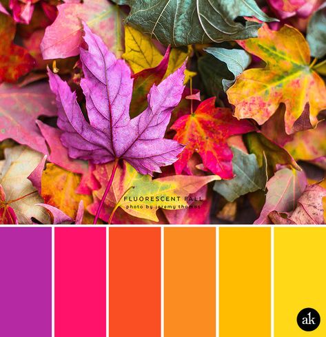 a neon-leaf-inspired color palette // purple, neon pink, orange, yellow Fall Leaf Colors, Colours That Go Together, Instagram Storie, Modern Brands, Color Catalog, Color Schemes Colour Palettes, Color Palette Bright, Fall Color Palette, Fall Leaf