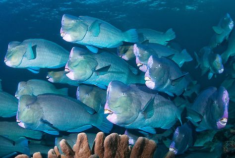 Bumphead Parrotfish  - The Gentle Giants of the Gili Islands Bumphead Parrotfish, Jacques Yves Cousteau, Sabah Malaysia, Gili Islands, Animal Classification, Gili Island, Pink Head, Shallow Water, Blue Island