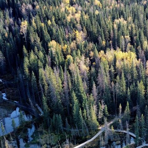 Hinton Alberta, Tommy Douglas, Wooden Pathway, Expo 67, Hudson Bay Company, Hudson Bay, November 8, Anne Of Green Gables, Banff National Park