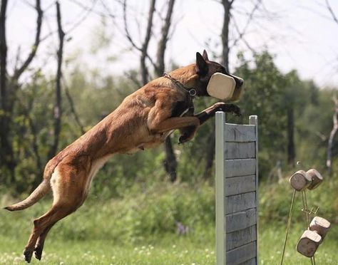 Working Belgian Malinois, Igp Dog Training, Belgian Malinois Working, Working Malinois, Conditioned Dogs, Belgian Malinois Training, Malinois Training, Belgium Malinois, Fit Dogs