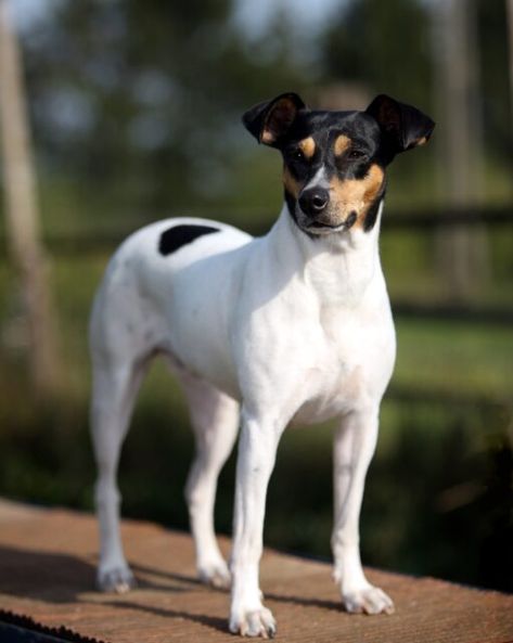 Jack Terrier, Rat Terrier Dogs, Dog Breeds Pictures, Disabled Dog, Rat Terrier, Farm Dogs, Terrier Breeds, Dog Mixes, Fox Terriers