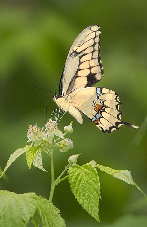 #butterfly #swallowtail #insect #nature #flower #wildflower #native #naturephotography #ArtForHealing #HealthcareDesign #fineartphotography #evidencedbasedart #wallart #healingart #artwork #interiordesign #photography #art #henrydomke #artinhospitals #papilio Giant Swallowtail Butterfly, Raspberry Flowers, Giant Swallowtail, Healthcare Art, Fantasy Crown, Swallowtail Butterfly, Flower Sketches, Black Raspberry, Garden Landscape Design