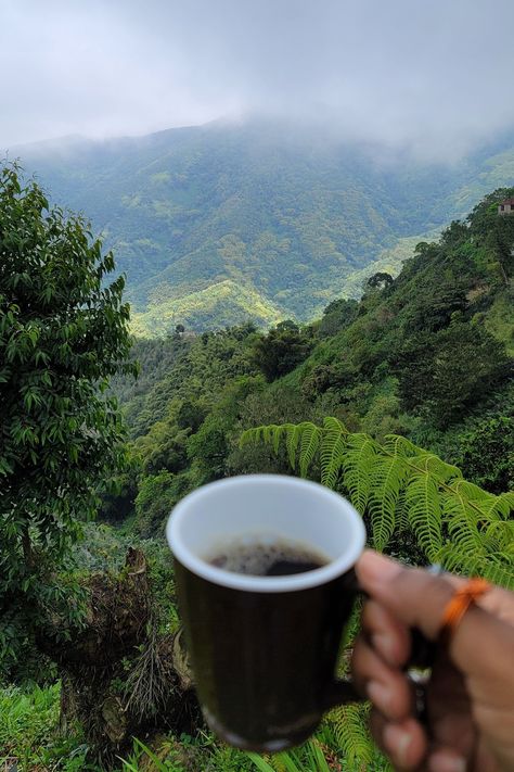 Let Me Introduce You To The Jamaica Blue Mountain Coffee Festival Jamaican Blue Mountain Coffee, Green Mountain Coffee, Blue Mountain Coffee, Scenic World Blue Mountains, Mountain Coffee, Jenolan Caves Blue Mountains, Coffee Farm, Sweet Escape, The Blue Mountains