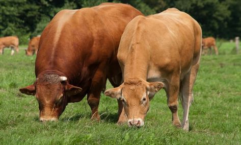 Limousin Cattle, Limousin Bull, Animals With Horns, Beef Cow, Cattle Breeds, Beef Cattle, Rural Living, Limousin, Brain