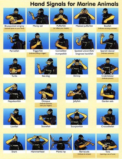 #diving Hand Signal Scuba Diving Quotes, Diving Quotes, Scuba Equipment, Diving School, Scuba Diving Photography, Scuba Diving Equipment, Cave Diving, Hand Signals, Scuba Diving Gear