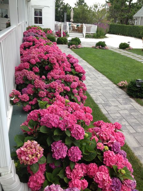 Small Front Yard Garden Ideas, Hydrangea Landscaping Front Yards, Front Yard Hydrangea, Dream Garden Backyards, Front Garden Landscape, Hydrangea Garden, Front Yard Design, Front Yard Garden Design, Beautiful Flowers Garden