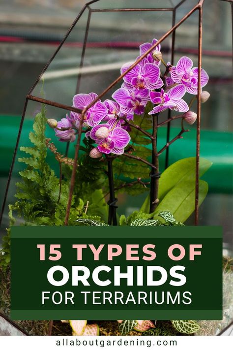 Flower Planting Guide, Closed Terrarium Plants, Diy Orchids, Plants Grown In Water, Orchid Terrarium, Orchids In Water, Orchid Vase, Oncidium Orchids, Terrarium Centerpiece