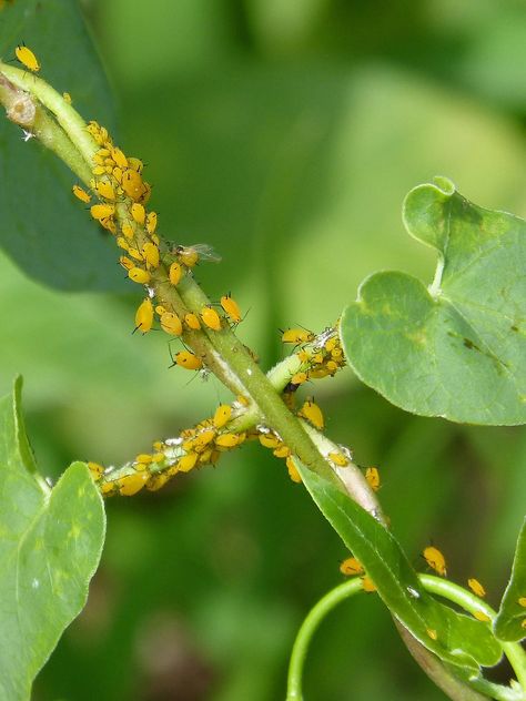 7 Ways to Get Rid of Aphids Naturally Before They Destroy Your Plants – Sow Right Seeds Aphids On Plants, Farm Tattoo, Get Rid Of Aphids, Bonsai Ideas, Planting Tips, Garden Bugs, Corn Plant, Types Of Vegetables, Better Homes And Garden