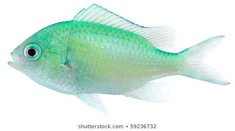 Coral Fish, Marine Fish, White Images, Types Of Dogs, Marine Blue, White Image, Sea Creatures, Sea Turtle, Pet Owners