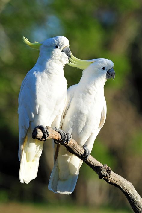 #animals #birds #nature #cockatoo Sulphur-crested cockatoo #1080P #wallpaper #hdwallpaper #desktop Burung Kakatua, Australian Wildlife, Bird Watcher, Australian Birds, Australian Animals, Exotic Birds, Pretty Birds, Watercolor Bird, Cute Birds