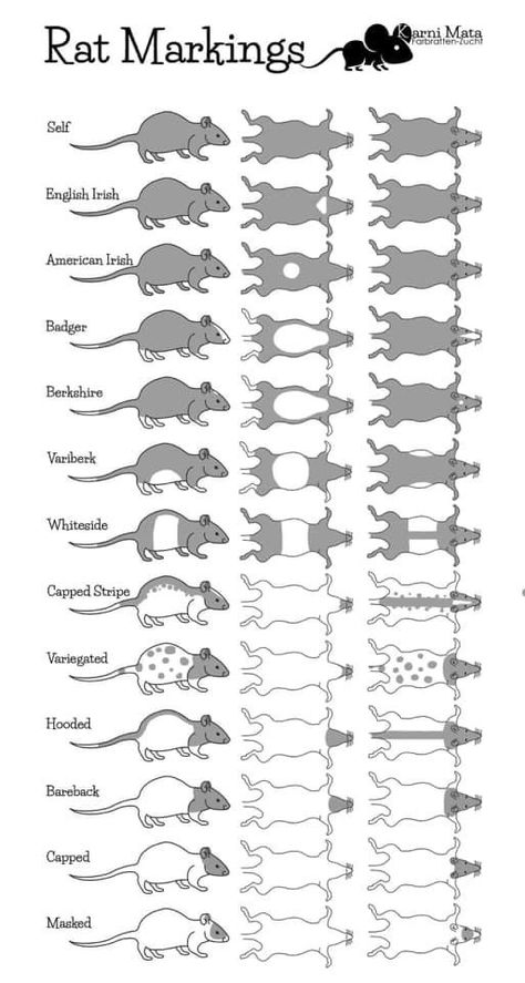 Rat Colors And Markings, Rat Markings, Rat Varieties, Rat Types, Rat Food Recipe, Rat Breeding, Rat Room Ideas, Rat Body Language, Rat Breeding Setup