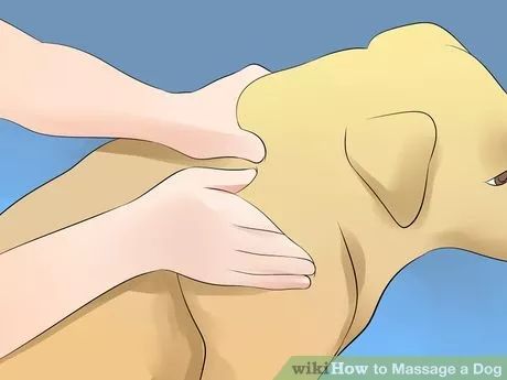 Dog Massage, Pet Remedies, Dog Remedies, Dog Health Tips, Dog Steps, Train Your Dog, Dog Info, Afraid Of The Dark, Pet Hacks