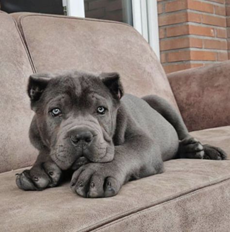 Can Corso Dogs, Can Corso, Cane Corsos, Cane Corso Dog, Corso Dog, Dream Dog, Very Cute Dogs, Cute Friend Photos, Cane Corso