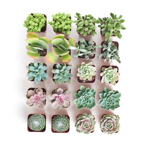 Home Botanicals 2 in. Premium Pastel Succulent (Collection of 20)-P20 - The Home Depot Succulents In Pots, Pastel Mini, Garden Bed Layout, Succulent Species, Mini Pastel, Raised Garden Bed Plans, Succulent Collection, Succulent Garden Diy, Types Of Succulents