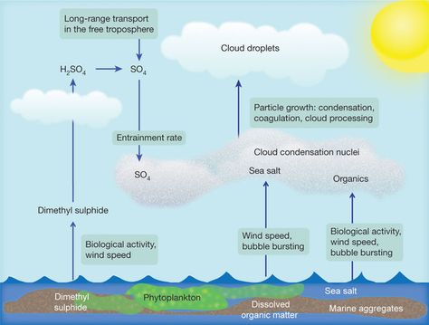 Cycle Carbon Cycle Diagram, Nitrogen Cycle Diagram, Water Cycle Explanation, Nitrogen Fixation Cycle, Nitrogen Cycle, Marine Biology, Biology, Bubbles