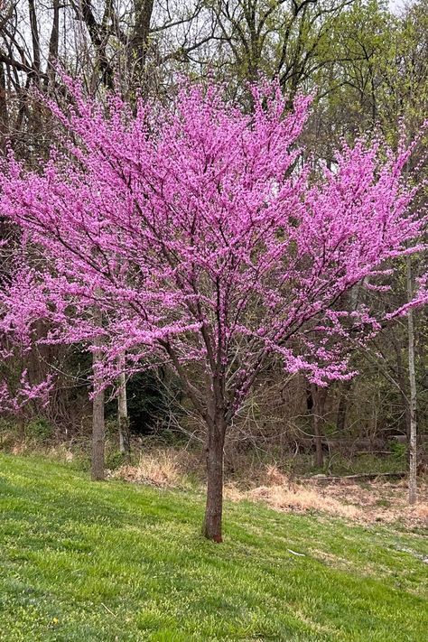 The Eastern Redbud (Cercis canadensis) is a small, low-maintenance tree with pretty lilac pink spring blooms. It attracts pollinators and its small size makes it the perfect tree for smaller yards and landscapes. Read the article and learn how to grow this beautiful native tree. Eastern Redbud Tree, Yard Renovation, Spring Blooming Trees, Maine Garden, Purple Spring Flowers, Brick Courtyard, Spring Flowering Trees, Cercis Canadensis, Hill Landscaping