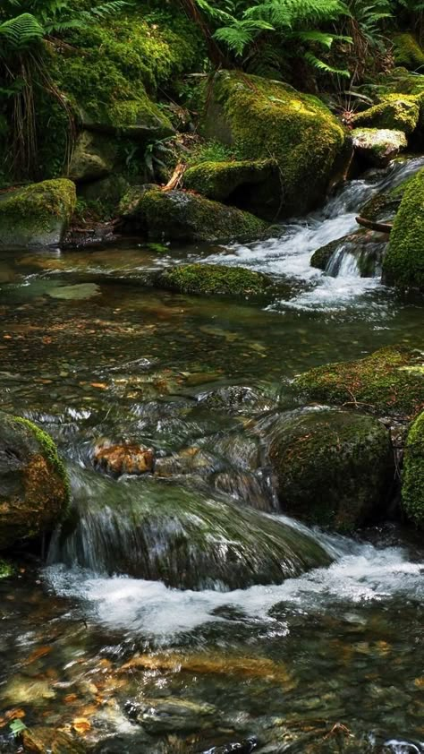 Underwater Rocks, Backyard Fishing Pond, Small Water Gardens, Mother Earth Art, Fishing Pond, Forest Stream, Water For Elephants, Rivers Streams, Forest Home