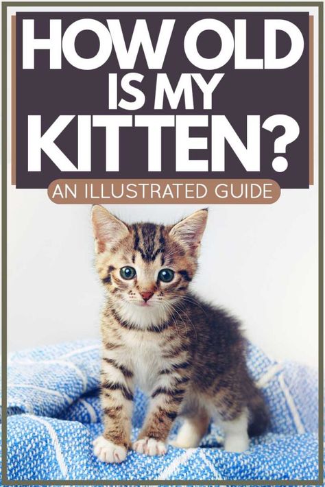 How Old Is My Kitten? [An Illustrated Guide]. Article by TheCatSite.com. #TheCatSite #cat #cats #Kitten #Kittens #catsandkittens #catloverscommunity 6 Week Old Kitten, Training A Kitten, Cat Behavior Problems, Kitten Toys, Cat Hacks, Kitten Care, Kitten Love, Kitten Pictures, Great Cat