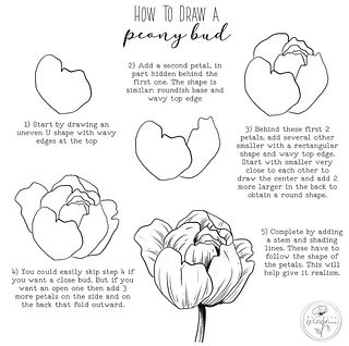 Draw A Peony, Peony Drawing, Draw Tutorial, Peony Bud, Botanical Line Drawing, Easy Drawings For Beginners, Flower Drawing Tutorials, Flower Art Drawing, Flower Sketches