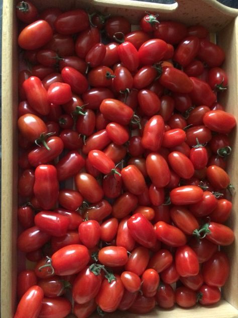 Roma baby plum tomatoes are delicious very sweet Plum Tomatoes, Red Peppercorn, Tomatoes, Liverpool, Plum, Condiments, Lunch Box