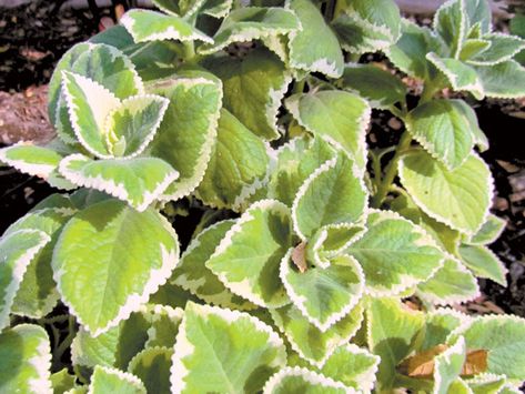 Mexican Oregano Plant, Cuban Oregano Plant Uses, Cuban Oregano Plant, Cuban Oregano, Organic Liquid Fertilizer, Oregano Plant, Ground Orchids, Outdoor Jobs, Oregano Leaves