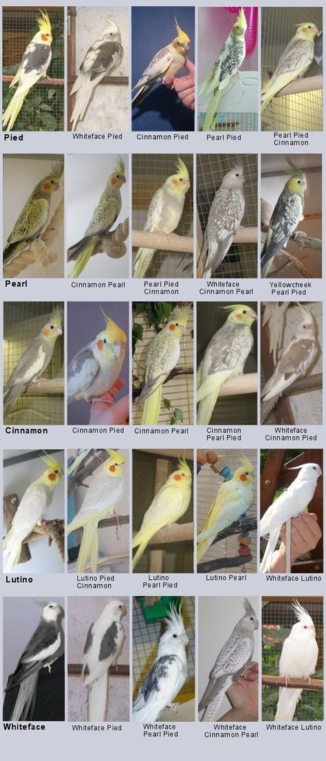 And they come in a variety of colors. | Animals March Madness, Round One: Quokkas Versus Cockatiels Cockatiel Care, Different Types Of Birds, Diy Bird Toys, Types Of Birds, Bird Aviary, Crazy Bird, Bird Care, Funny Birds, Parrot Bird