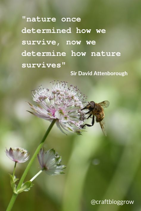 Nature Quote by Sir David Attenorough Save Nature Quotes, David Attenborough Quotes, Eco Quotes, Selling Crafts Online, Nature Quote, Earth Quotes, Selling Crafts, Save Our Earth, David Attenborough