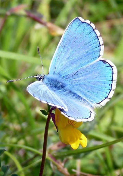 Adonis Blue Butterfly, Pretty Bugs, 14th August, Blue Butterfly, Don't Worry, Bugs, Blue, Bugs And Insects