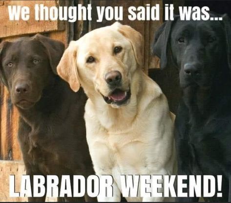 Labour Day Quotes Funny, Weekend Meme, Best Dog Quotes, Grumpy Cat Christmas, Happy Labor Day Weekend, Labor Day Quotes, Weekend Humor, Labor Day Weekend, Enjoy The Little Things